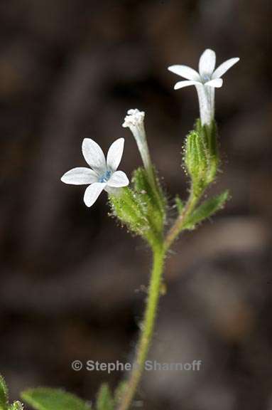 allophyllum integrifolium 2 graphic